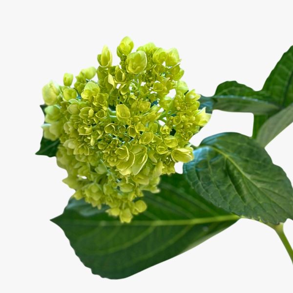 Hydrangeas Mini Green - Light