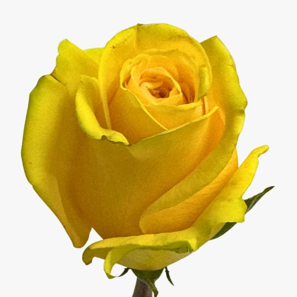 Yellow Goldfinch Rose