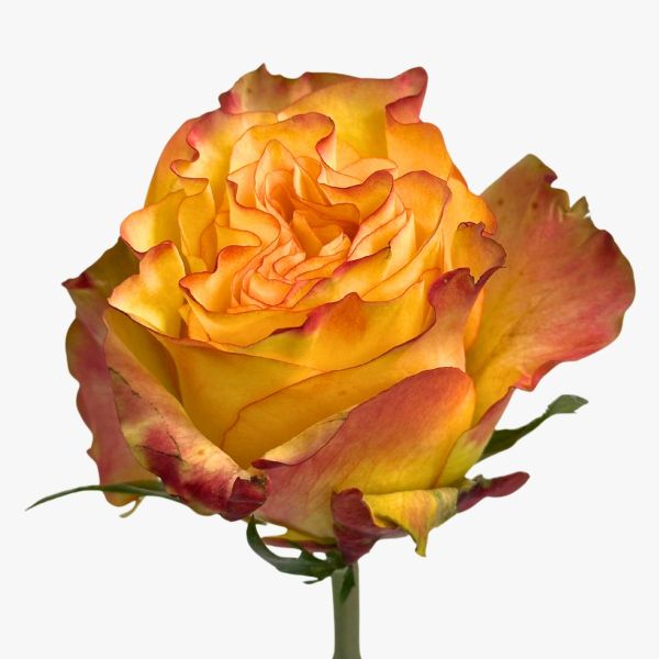 Bi-color Yellow New Flash Rose
