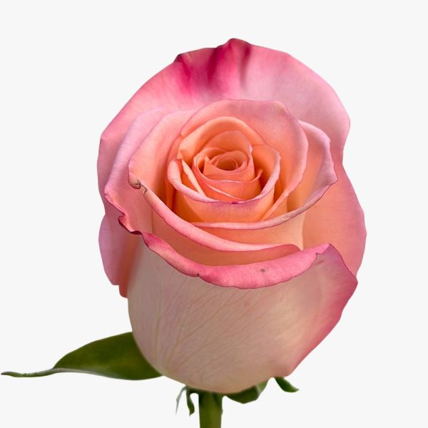 Bi-color Pink Rhoslyn Rose