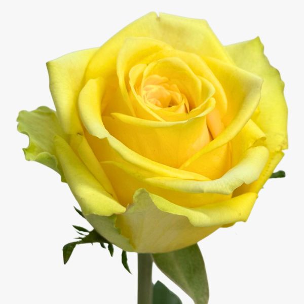 Yellow Stardust Rose 