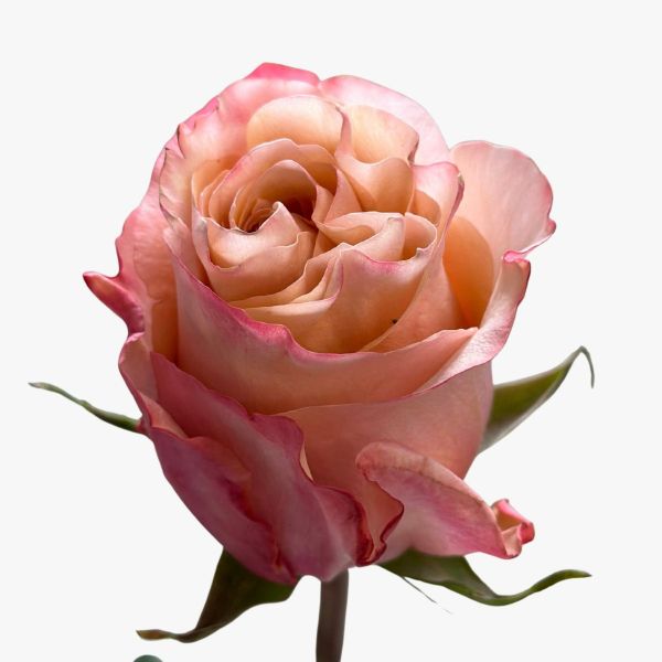 Peach Fascination Roses 