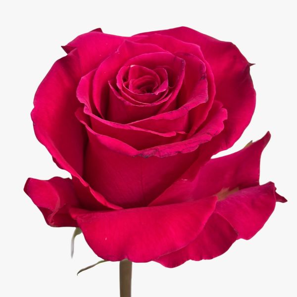 Pink Hot Lady Rose