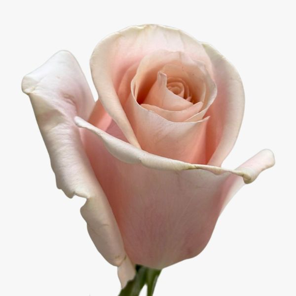 Light Pink Madonna Roses