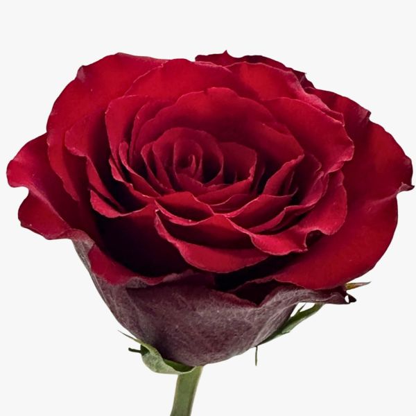 Red Born Free Roses - Wholesale Flowers