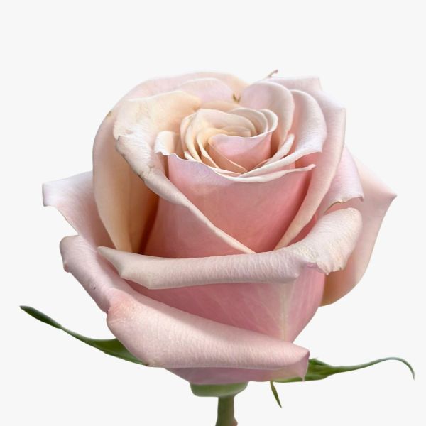 Cream Rose Mother of Pearl