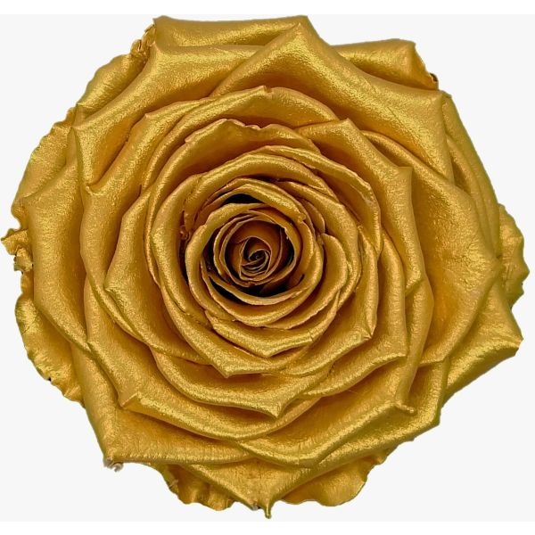 Preserved Gold Roses