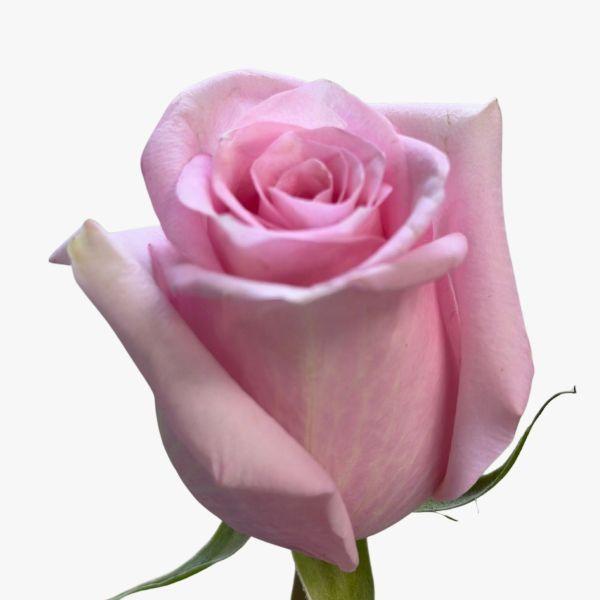 Blush Pink Rose Jessica