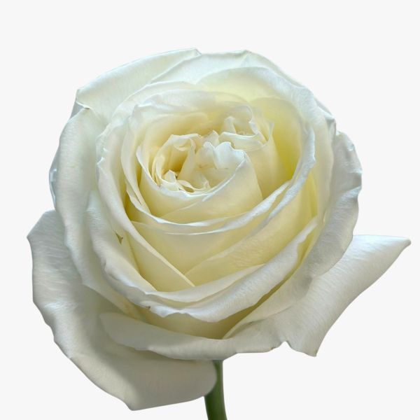 Rose Playa Blanca True White 