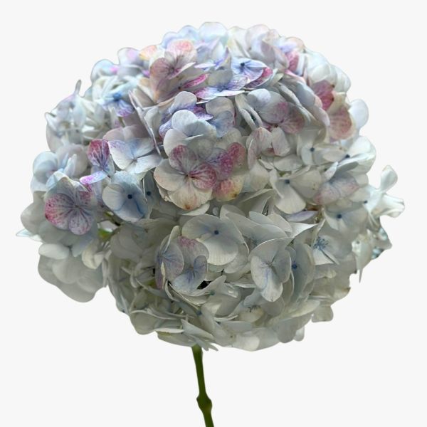 Hydrangea White Pink Antique