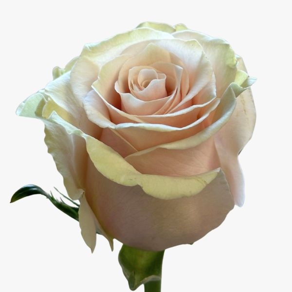 Light Pink Mondial Rose