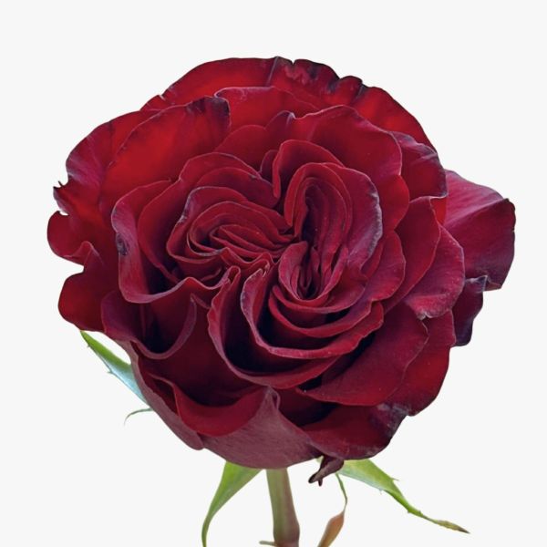 Dark red Heart Roses