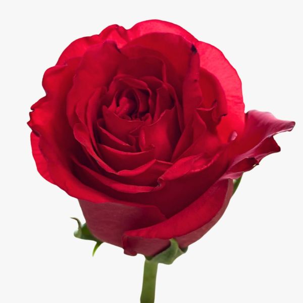 Bi color country candy Rose