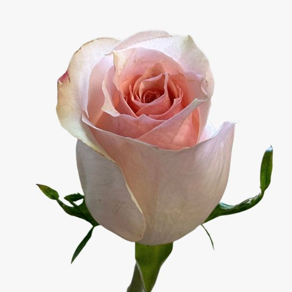 Light Pink Girlfriend Rose