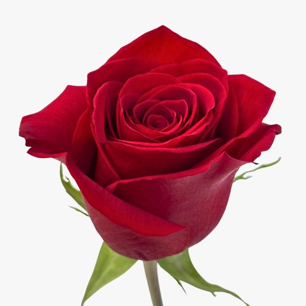 Red Rose 40 cm Freedom