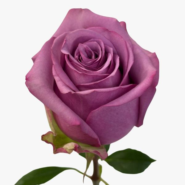 Lavender Rose Cool Water