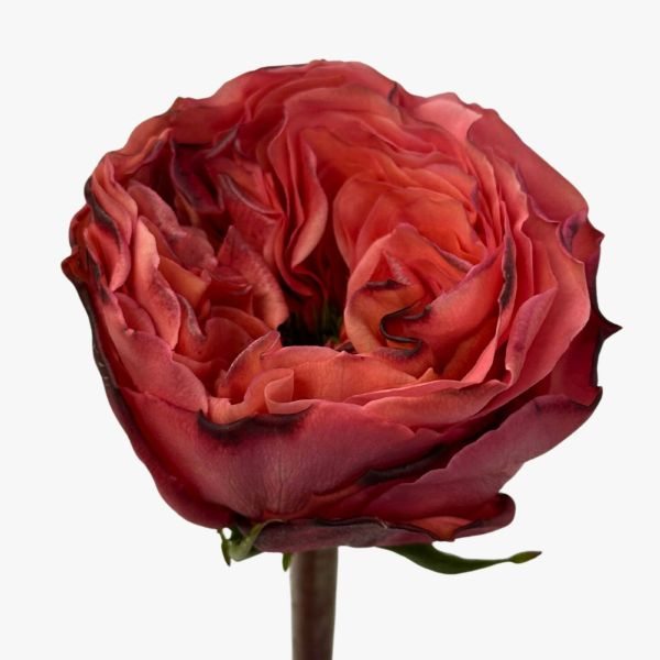 Garden Rose Mandarin Xpression 