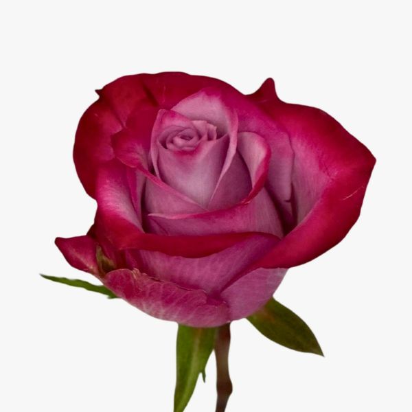 Lavender Rose Deep Purple