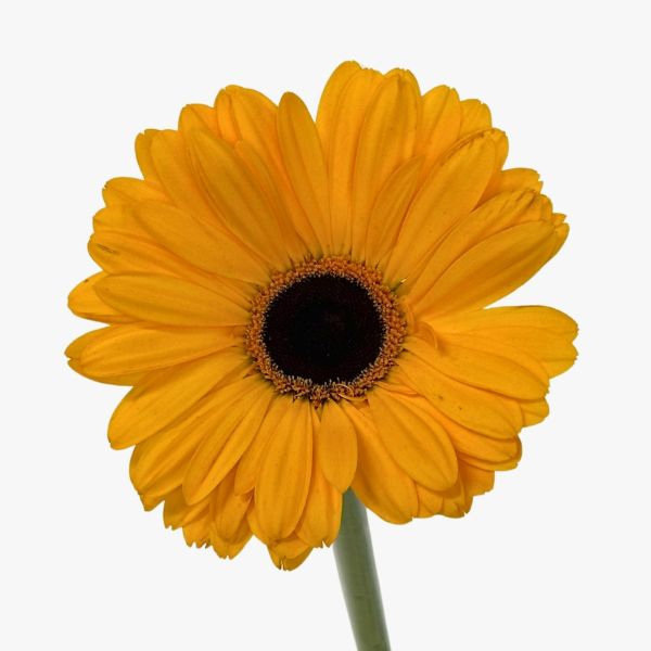 Gerbera Daysi yellow