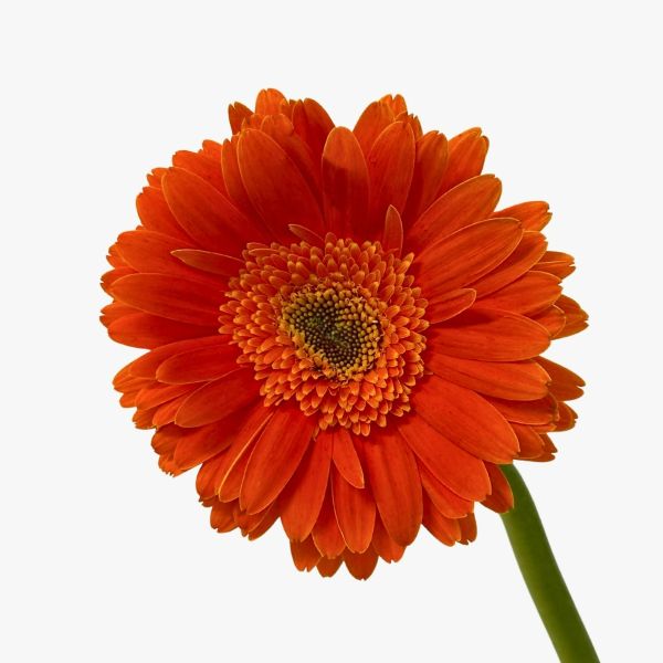 Gerbera Daysi Light Orange