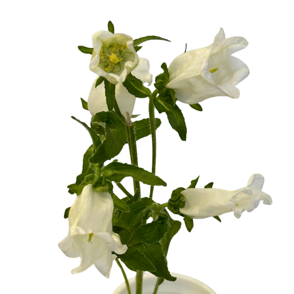 wholesale agapanthus flowers bulk for florists