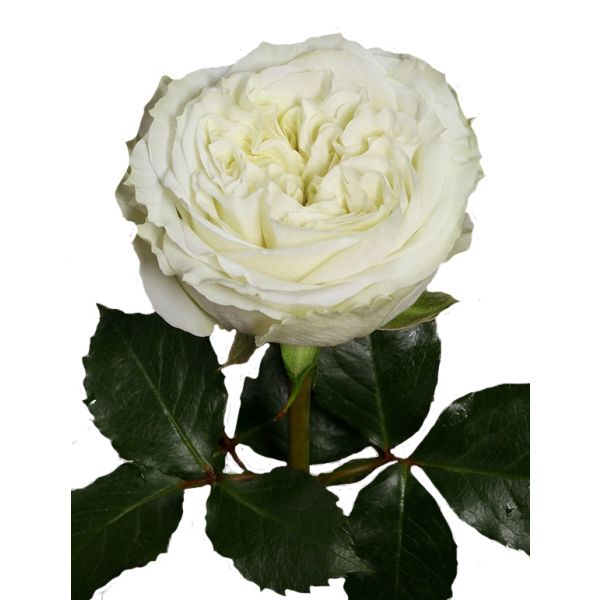 Garden Rose Mayra White