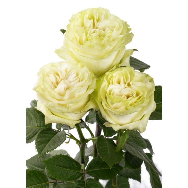 Garden Rose Moonstone