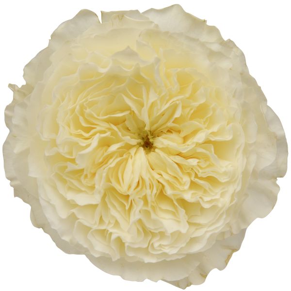 Garden Rose Patience White