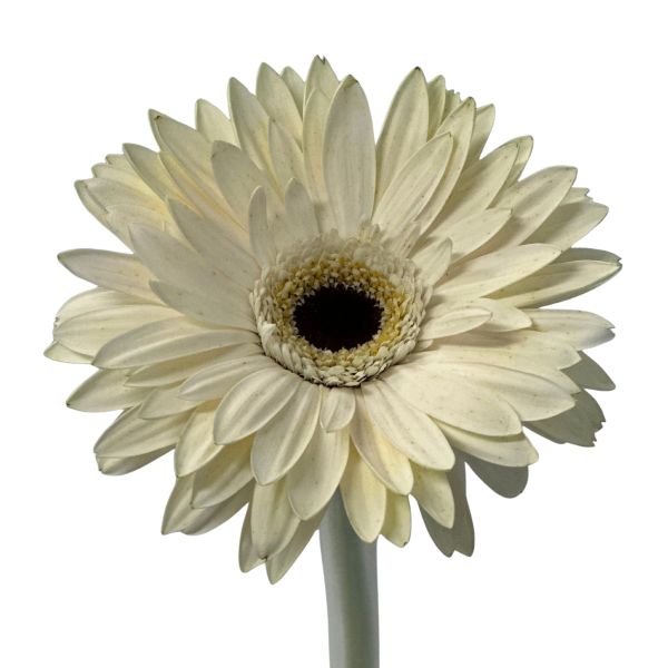 Gerbera Daysi White 