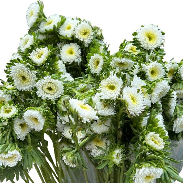 Aster Matsumoto white