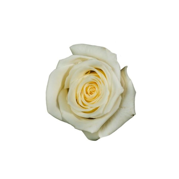 Rose Escimo True White 