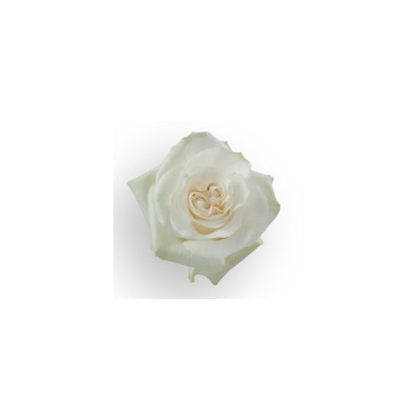 Rose Moon Stone True White 