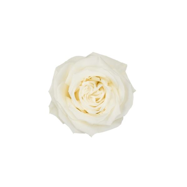 Rose Playa Blanca True White 