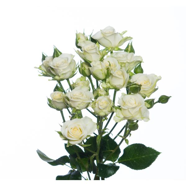 Spray Rose Snowflakes White