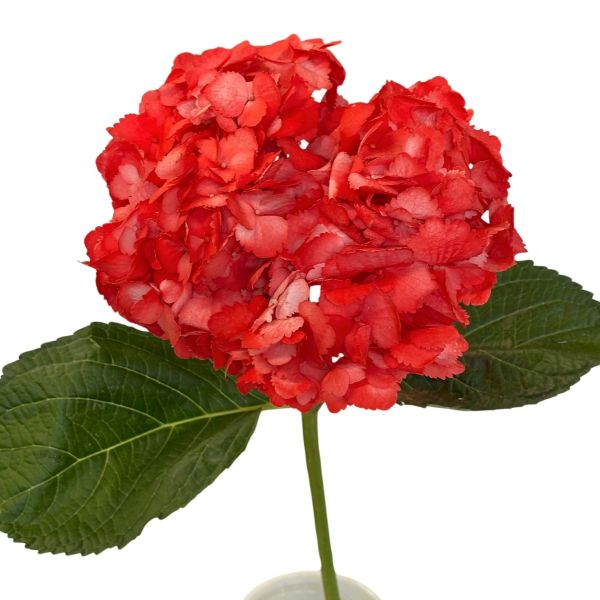 Hydrangea Tinted Blush Yellow 