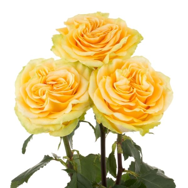 Garden Rose Country Sun