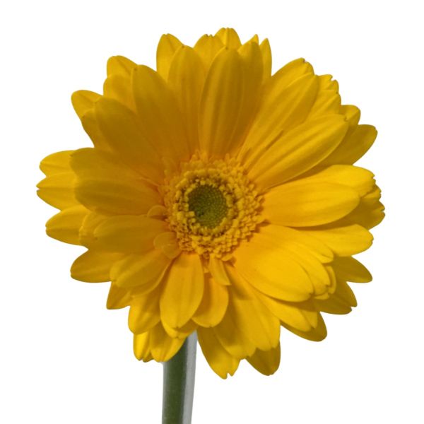 Gerbera Daysi yellow