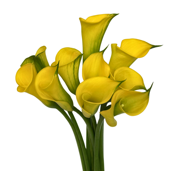 Mini Calla Yellow 