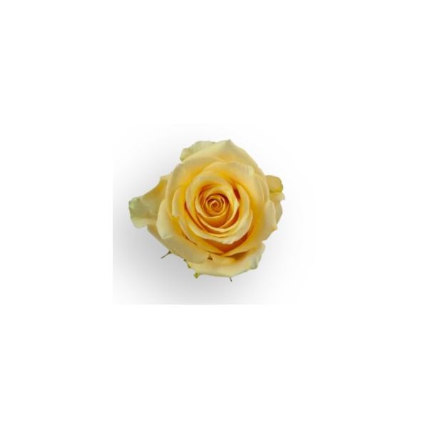 Yellow Rose Idole