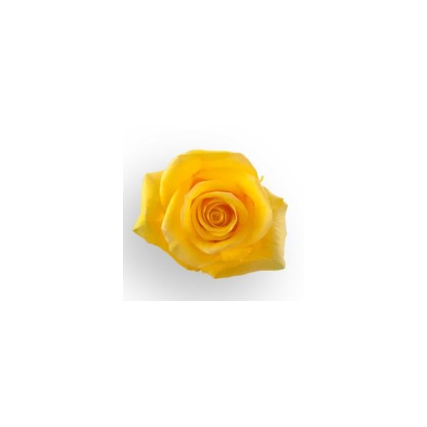Yellow Rose Momentum