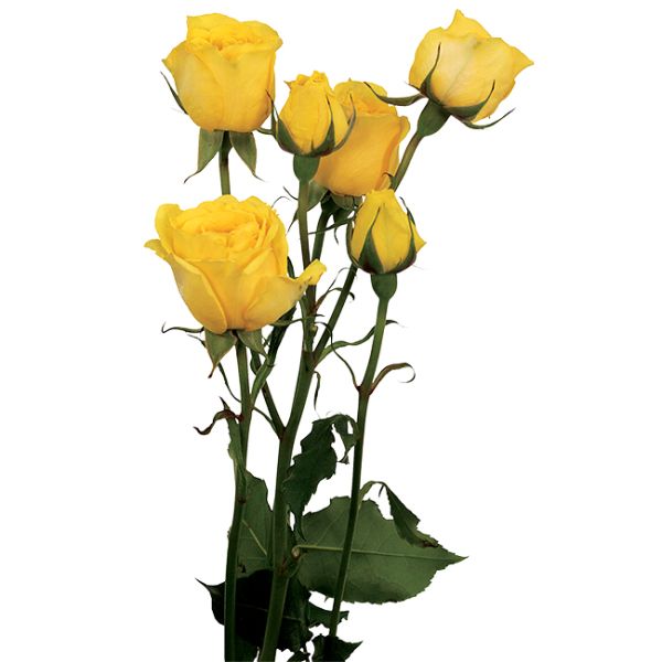Spray Roses Yellow