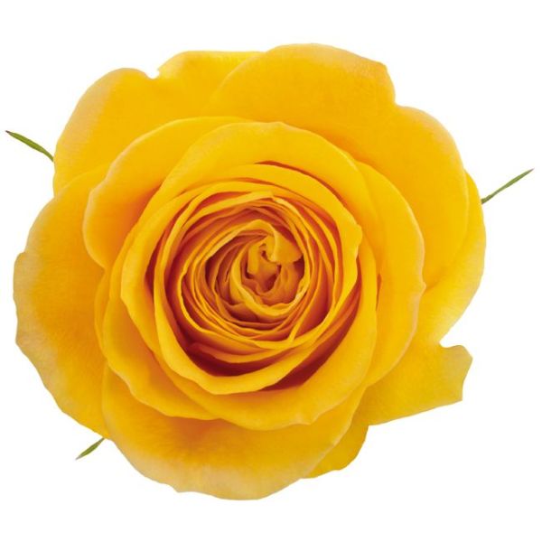 Yellow Rose Brighton