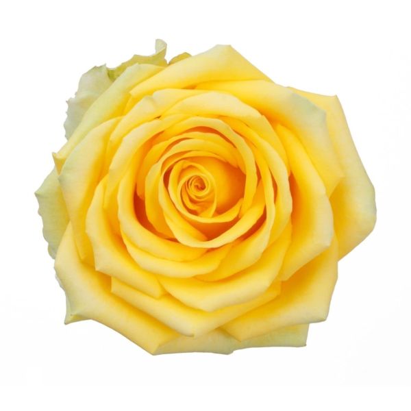 Yellow Rose High & Exotic