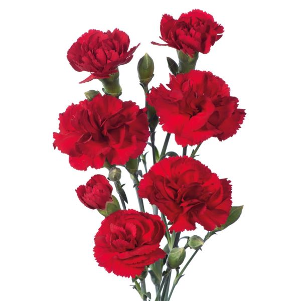 Mini Red Carnations – Bright Red Wholesale Mini Carnations in Bulk for Events & Bouquets

