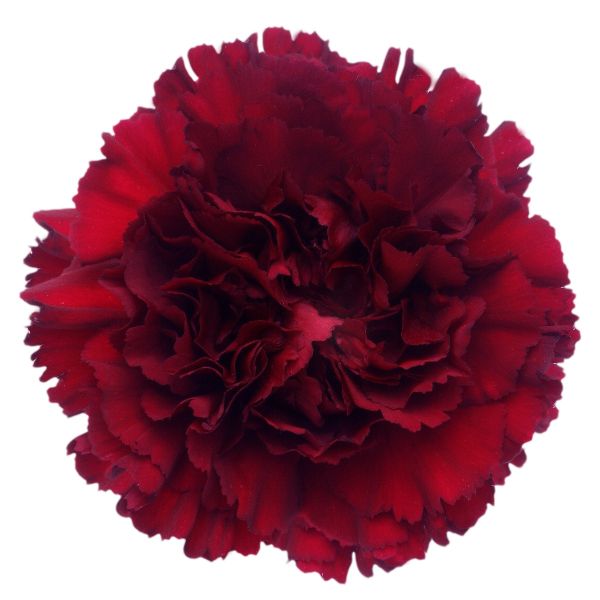 Merleto Cherry Carnation – Hot Red Wholesale Carnations, Available in Bulk